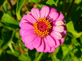 Obraz premium Zinnia elegans on a rural garden