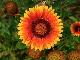 Gaillardia aristata yellow and orange flower in a garden