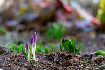 emerging unopened purple crocus flowers. crocuses in the garden in winter. first signs of the coming spring.