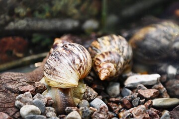 snail on a tree