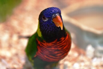 rainbow lorikeet on a branch