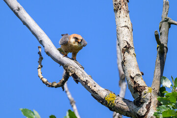 A female red footed sitting in a tree