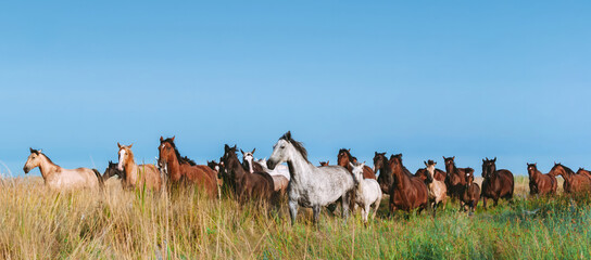 Free herd of horses galloping in tall green grass