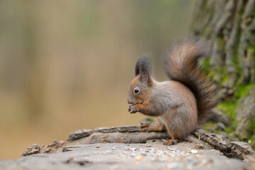 A Red Squirrel on a tree stump eating