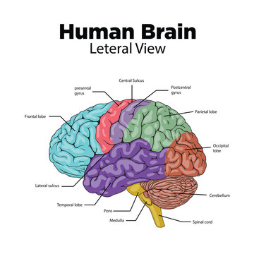 Human brain structure lateral view diagram schematic vector illustration. Medical science educational illustration