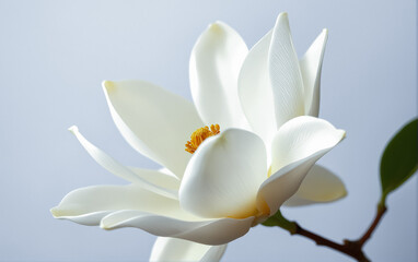 Obraz premium Beautiful white magnolia flower in full bloom against a soft, neutral background.