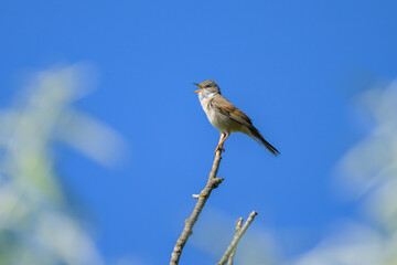 A Common Whitethroat sitting on a top of a tree
