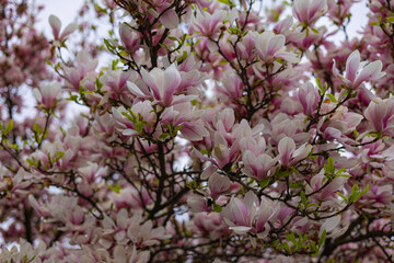 Magnolia tree in full bloom with delicate pink and white flowers and fresh green leaves on thin branches against a soft bright sky. Beauty of nature , renewal, tranquility and seasonal awakening