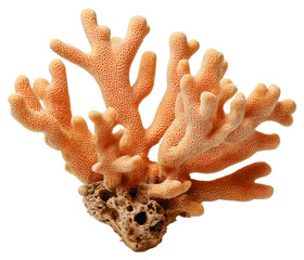 coral isolated on transparent background