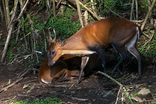 two lesser mousedeer were in the bush