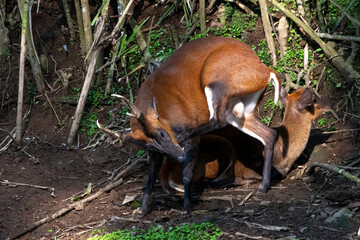 two lesser mousedeer were in the bush