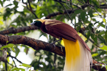 close up photo of a bird of paradise