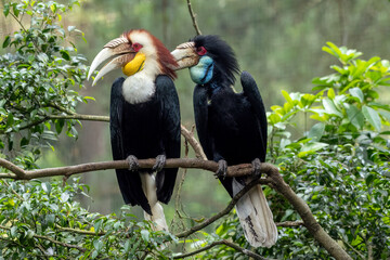 A pair of  hornbills are cleaning each other