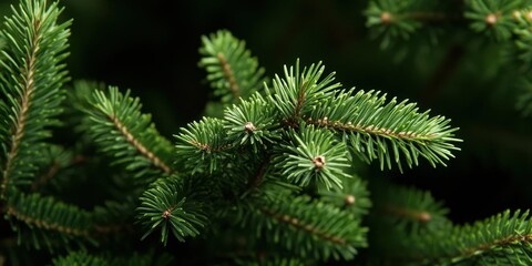 Fototapeta premium A detailed view of a pine tree showcasing vibrant green needles, emphasizing the texture and freshness of the foliage.