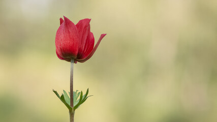 anemones and life in nature