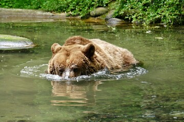 Braunbär im Wasser