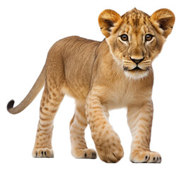 Fototapeta premium PNG Baby lion wildlife mammal animal.