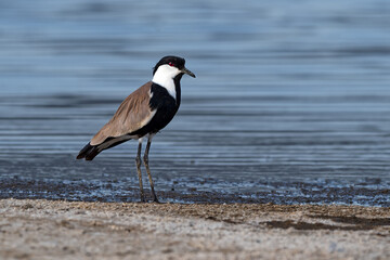 A Spur-Winged Lapwing is taking careful steps in its natural wetland habitat.