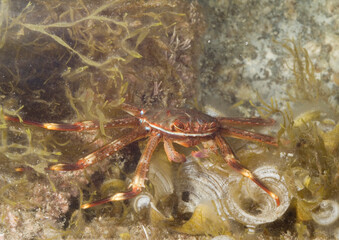 close up of a crab, A greenish-brown nimble spray crab (Percnon gibbesi) with orange-red legs crawls over a rocky substrate, 
