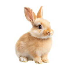 Obraz premium A cute light brown rabbit sitting against a clean white background, showcasing its fluffy fur and expressive eyes