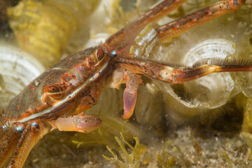 close up of a crab, A greenish-brown nimble spray crab (Percnon gibbesi) with orange-red legs crawls over a rocky substrate, 