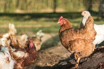 Free Range Chickens Grazing in a Sunlit Farmyard Setting