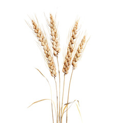 Golden Wheat Stalks
