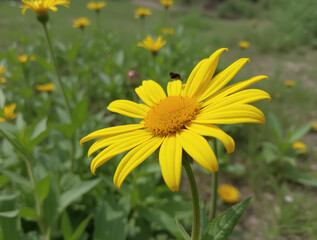 Postcard template featuring a space-themed vase with tulips on a blue background.