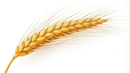 Golden Wheat Ear Detailed Colored Pencil Drawing, Harvest Concept, Agriculture, Food, Nature wheat, grain