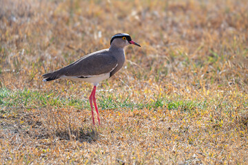 A Crowned Lapwing (Vanellus coronatus) standing on dry grass in the African savanna