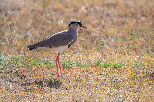 A Crowned Lapwing (Vanellus coronatus) standing on dry grass in the African savanna