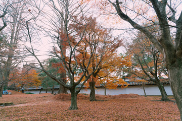 autumn in the park