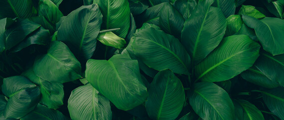 Green leaves background. Green leaves color tone dark in the morning.