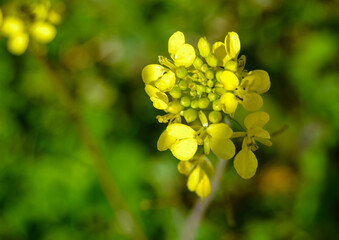 Yellow flowers in spring. Field mustard or Sinapis arvensis, yellow flower