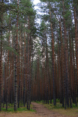 Fototapeta premium Photo of a pine forest at the Viru Bogs in Lahemaa National Park in Estonia 
