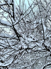 Obraz premium Vertical photo of branches of a snow-covered bush in the park in February