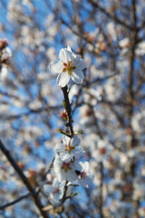Spring flowers close-up, bloom, atmosphere, detail, nature of Ukraine