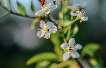 Spring flowers close-up, bloom, atmosphere, detail, nature of Ukraine