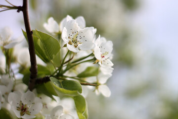 Spring flowers close-up, bloom, atmosphere, detail, nature of Ukraine