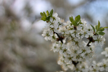 Spring flowers close-up, bloom, atmosphere, detail, nature of Ukraine