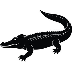 crocodile on white background