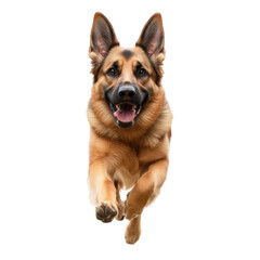 German shepherd running with joyful expression captured in mid-stride motion