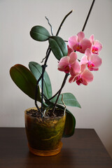 A pretty pink orchid (Phalaenopsis) in a pot inside a room