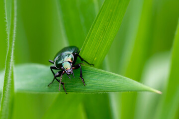 bug on leaf