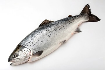 Naklejka premium Fresh Atlantic Salmon Fish on White Background