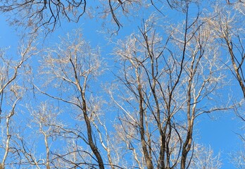 Fondo con ramas de árbol sin hojas. Ramas de árbol en invierno con cielo azul