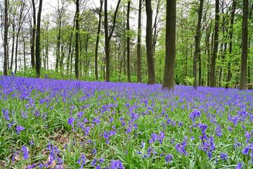 Bluebells in the forest