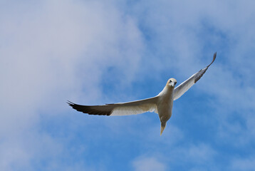 Northern Gannet in flight