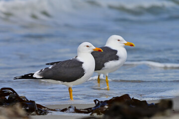 seagull on the beach