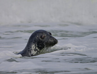 Fototapeta premium Gray seal at the beach of Helgoland island in Germany